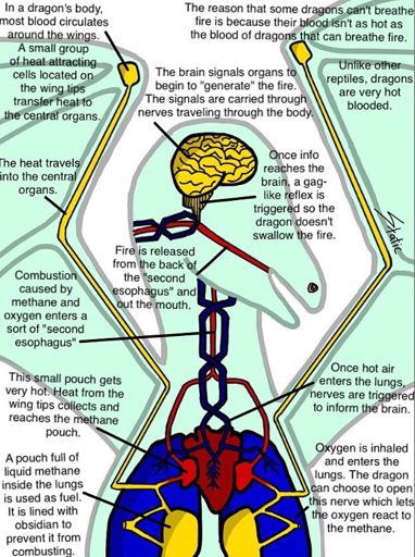 how-dragons-breathe-fire-with-scientific-explination-dragons-amino