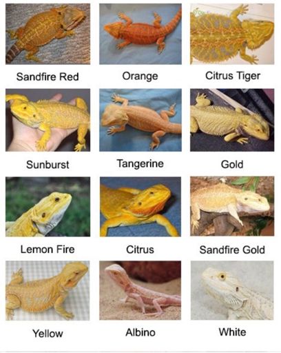 Bearded Dragons Wiki Animal Amino Amino