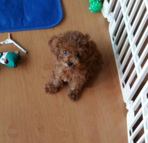 Min Holly Suga s Dog Wiki ARMY s Amino