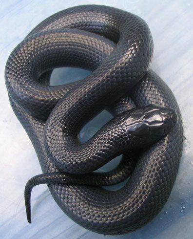 Mexican Black Kingsnake | Wiki | Snake Amino Amino