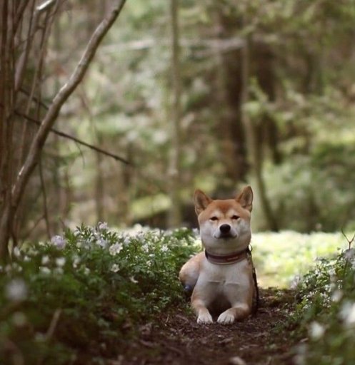 How To Get Your Dog Used To Socks How To Get Your Dog Used To Socks