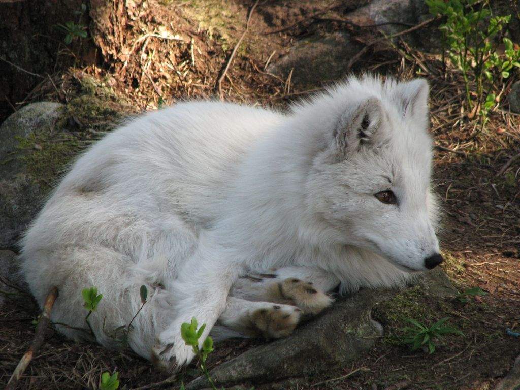 Песец во время линьки фото