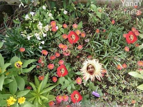 Help Armys I Just Saw This Flowers In Our Backyard What Kind Of A