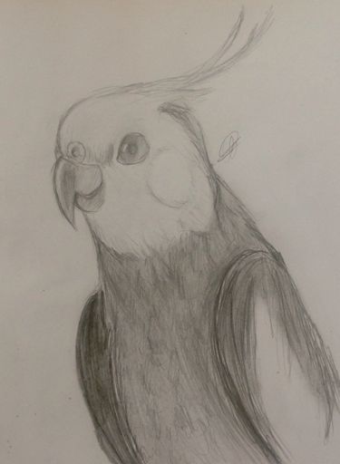 "Realistic" Cockatiel Drawing | Birds Amino Amino