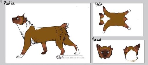 OC Template | Wiki | Ultimate Warrior Cats Amino Amino