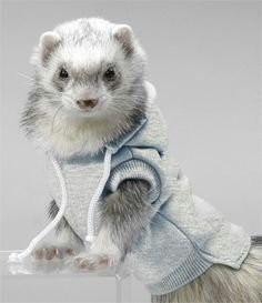 ferrets in sweaters