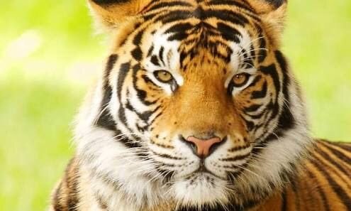 ≼ ≼Bengal Tiger Facts File≽ ≽ | Wild Animals! Amino