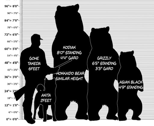 bear-size-chart-silver-fang-legend-amino