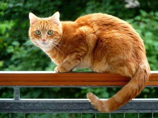 All orange male cats are himbos