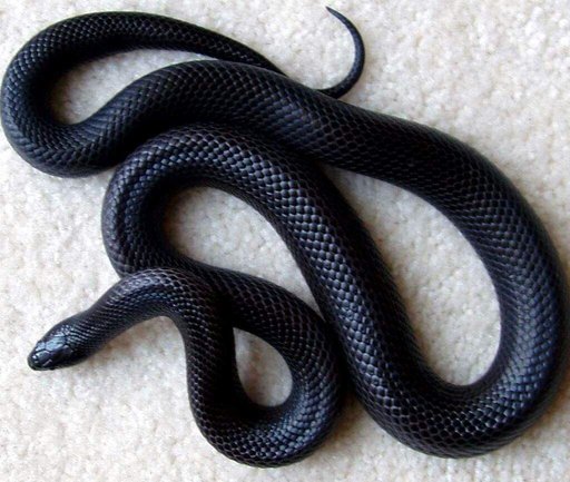 lizard escapes lots of snakes lizard escapes lots of snakes