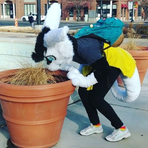 Tuxedo Wiki Furry Amino