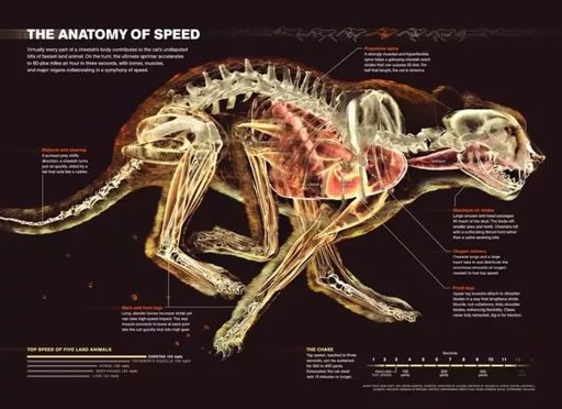 🐆All About Cheetahs! (Facts, Anatomy+More)🐆 | AJ Amino Amino