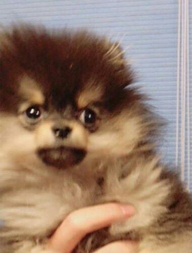 Yeontan | Wiki | BTS Amino