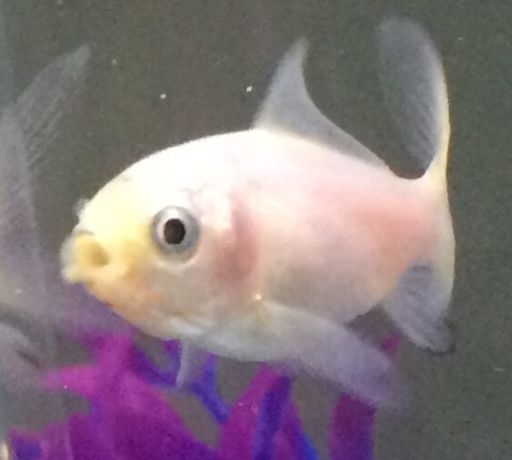 albino goldfish