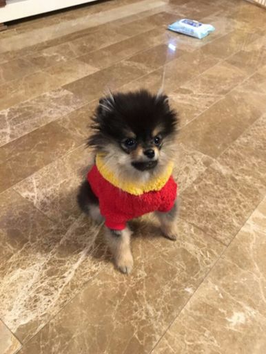 Yeontan | Wiki | BTS Amino