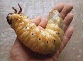 Are You Gonna Finish That Croissant Are You Gonna Finish That Croissant