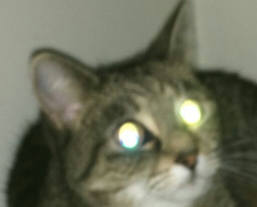 Meme Pfp Cat - I Ll Put The Last Cat Pictures In The Comments Which Cat