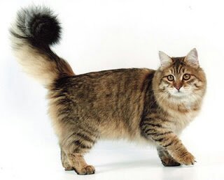 asian semi longhair cat