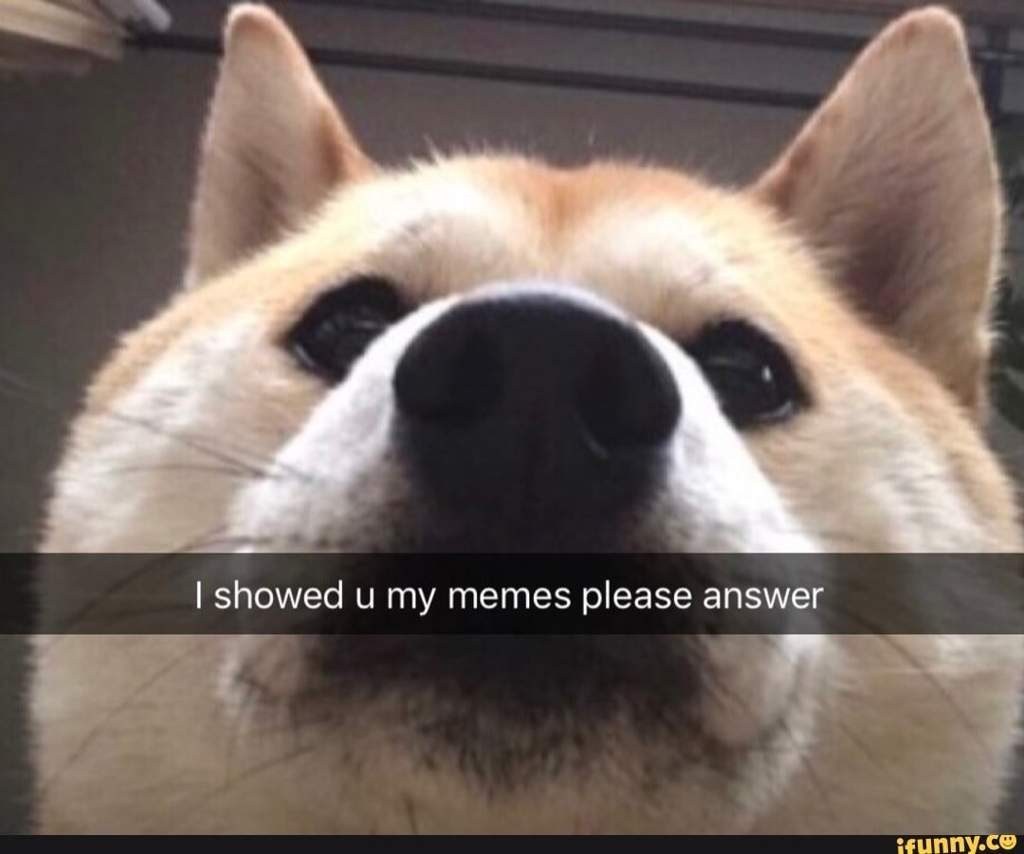 Shiba Inu Memes That Will Make U Get One Memes Amino