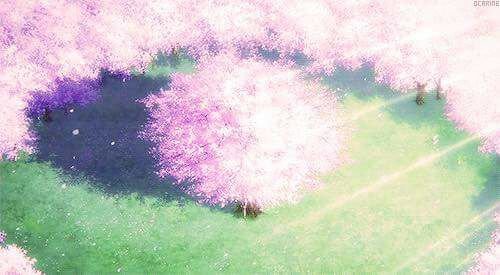 اكثر شجرة مفضلة عند الاوتاكو The Sakura Tree امبراطورية الأنمي Amino