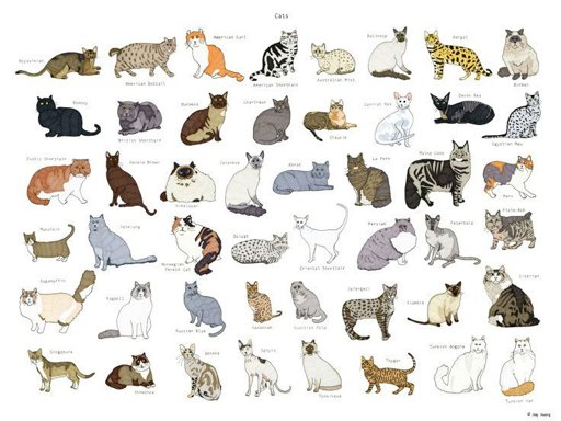 Cat breed charts and info~♡ | Warrior Cats: Rebirth Amino