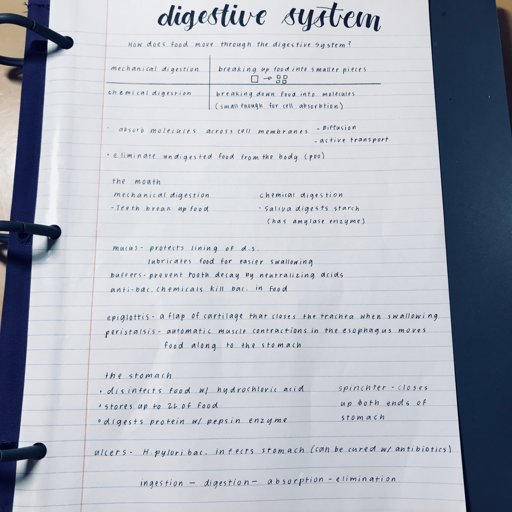 digestive-system-notes-13-02-18-studying-amino-amino