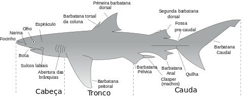 Tubarao Wiki Otanix Amino