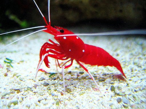 shrimp for reef tank