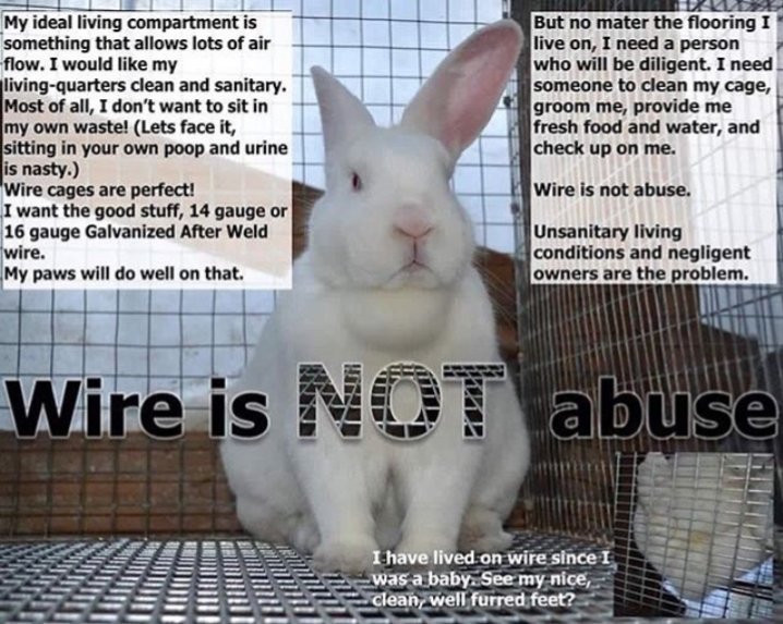 The Truth About Wire Flooring The Bunnies And Rabbits Amino Amino