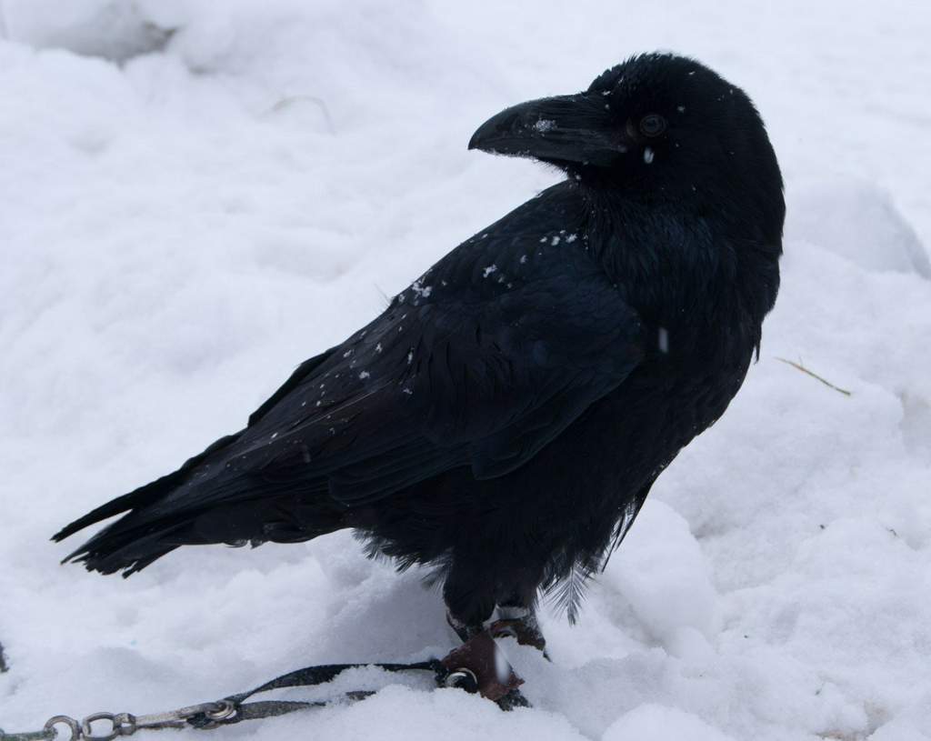 Зимующие птицы ворон