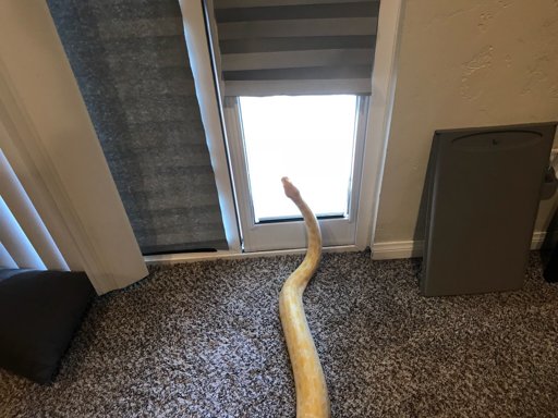 can a snake get through a dog door