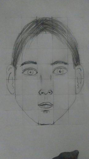 Proporciones Del Rostro Vista Frontal Aprendiendo A Dibujar Amino