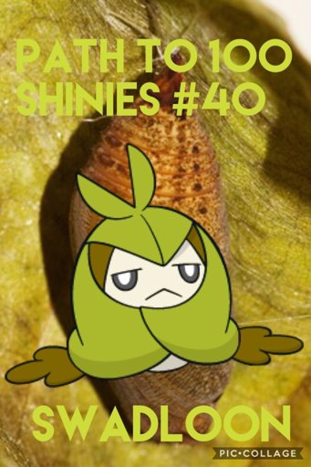 Path To Shinies Swadloon Shiny Pokemon Amino Amino