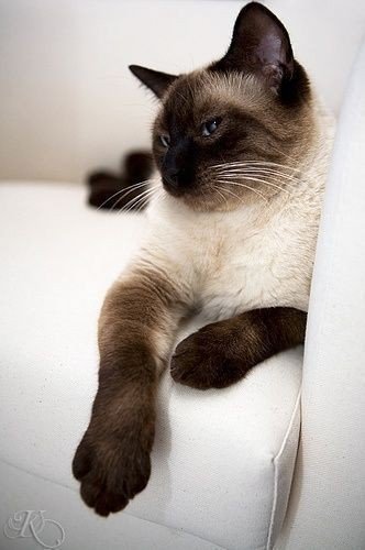 сиамская кошка характер википедия