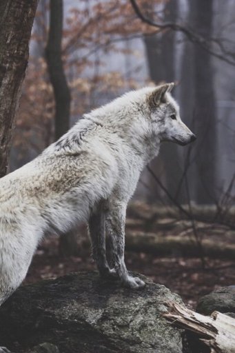 Ultimate Wolf Therian Care Guide | Therian amino Amino