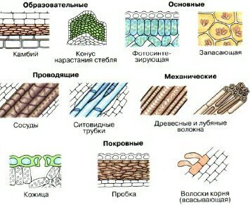 Растительные ткани | Wiki | Биология Amino