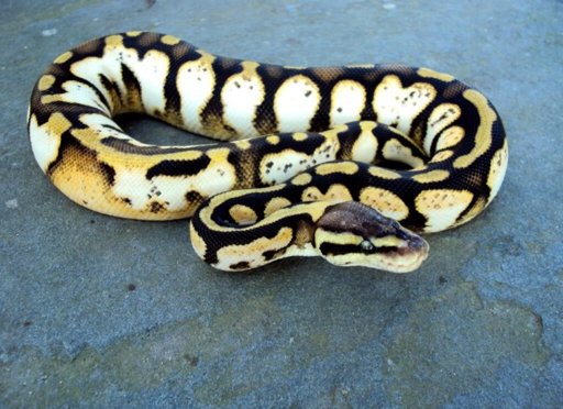 how-much-years-do-ball-python-live-reptiles-amino