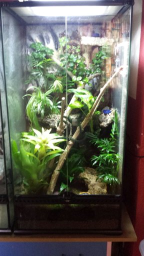 My Crested gecko Tank | Reptiles Amino