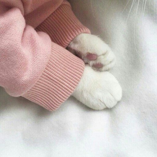 какие лапки!!!😍😍😍 | Вселенная Котиков Amino