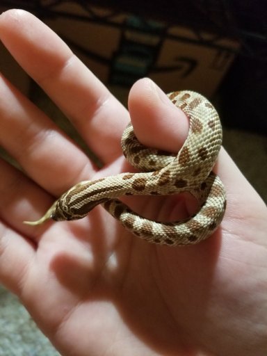 Western Hognose Care Sheet | Wiki | Reptiles Amino