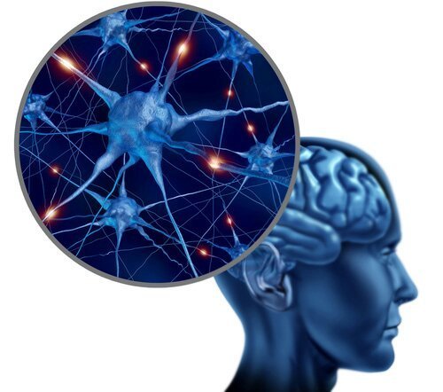 Ментальная связь мозг-мышцы | Wiki | ЗОЖ Amino