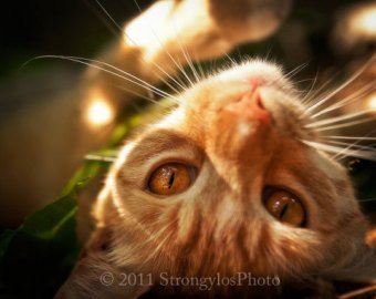Bildergebnis für orange cat with amber eyes