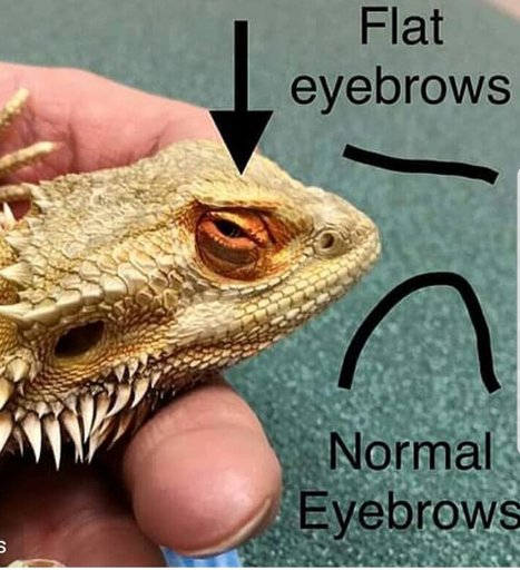 Signs Of An Unhealthy Bearded Dragon Wiki Reptiles Amino