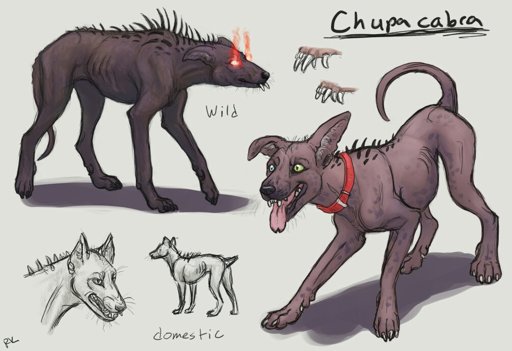 el-chupacabra-facts-wiki-urban-legends-cryptids-amino