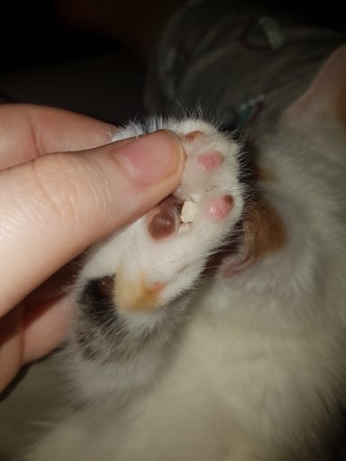 Help Mochi Has Got Something Stuck In Her Paw Cats Amino