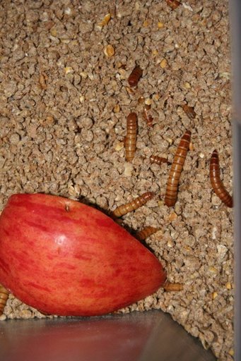 Feeder Insect Care Wiki Reptiles Amino