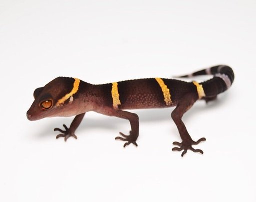 chinese-cave-gecko-care-sheet-wiki-reptiles-amino