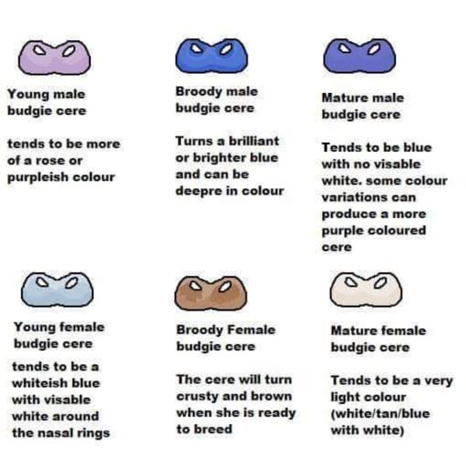 Budgie male and female chart! Birds Amino Amino