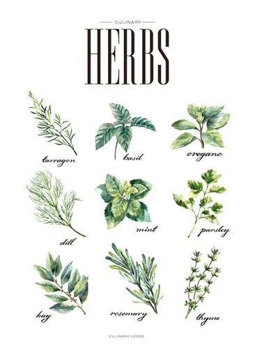 Herb Locations Descriptions Wiki Warriors Amino