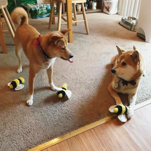 Sibling Rivalry Dogs Amino